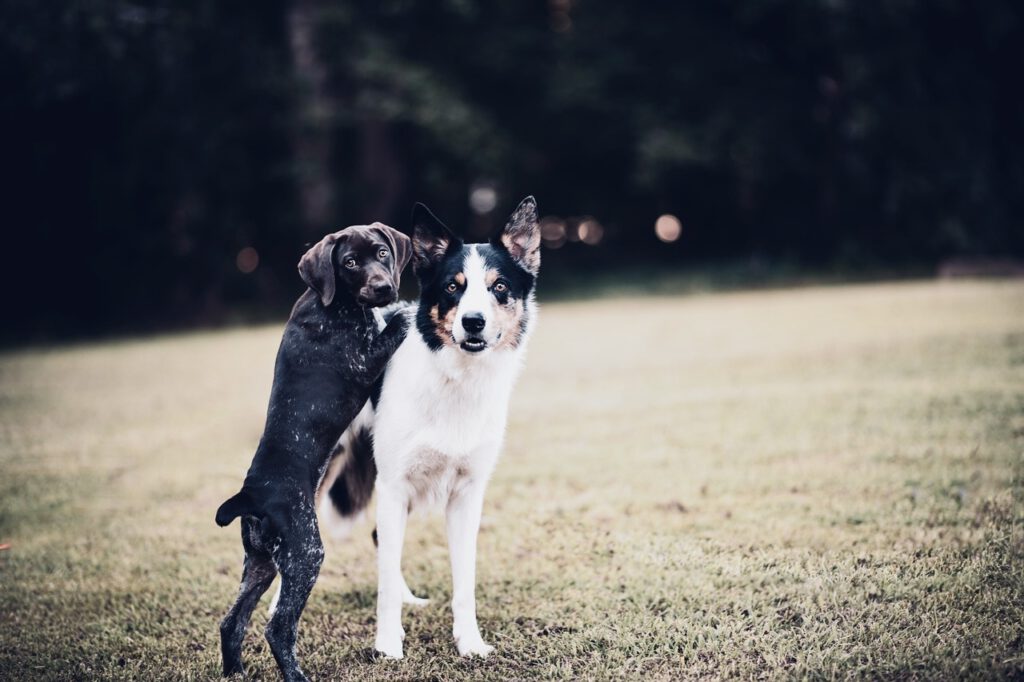 puppy-8138304_1280